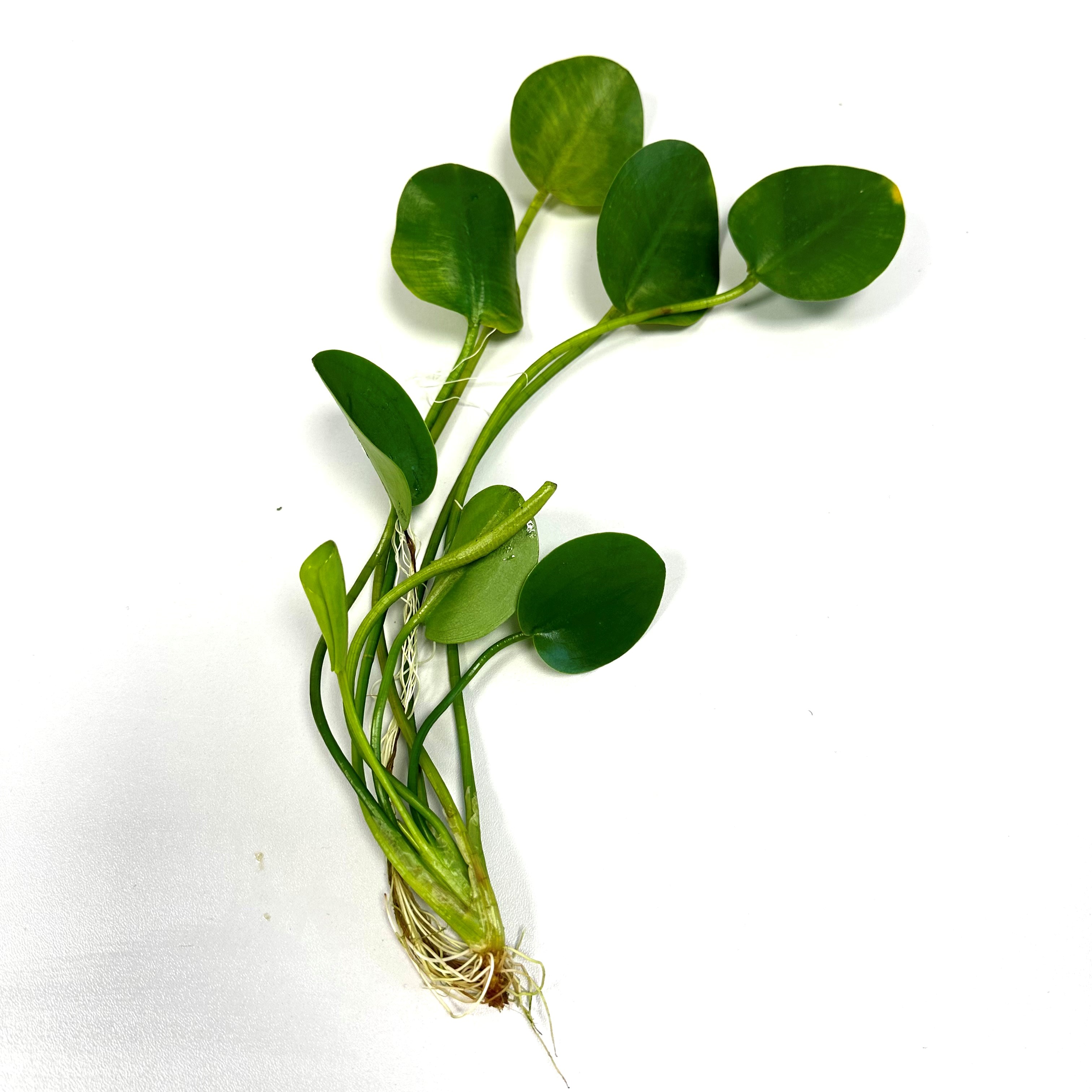 Drijfplanten